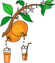 Eten en drinken Vruchtensap Eten en drinken plaatjes Sinaasappels Vruchtensap Vers Geperste Sinaasappelsap