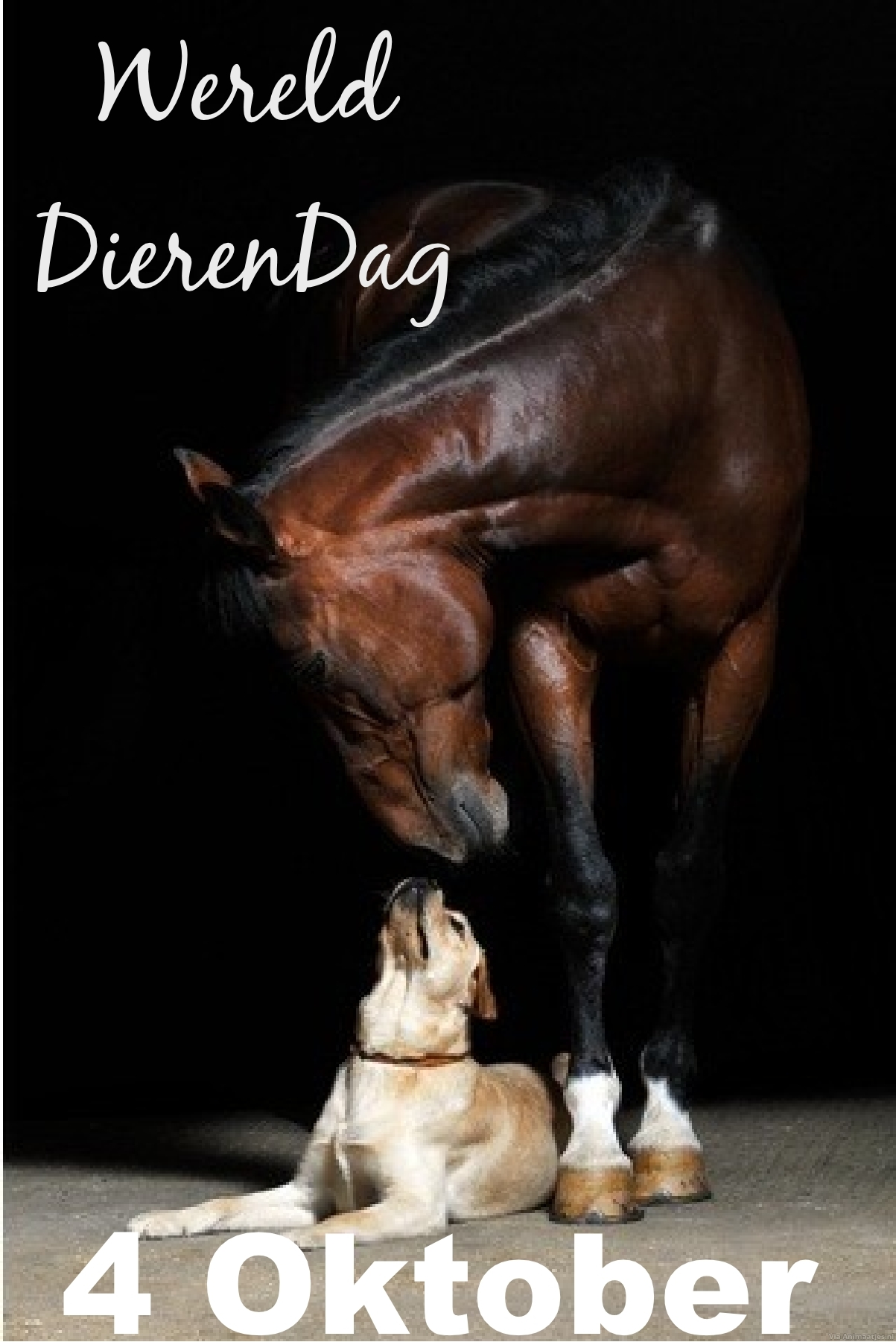 Dierendag Facebook plaatjes 