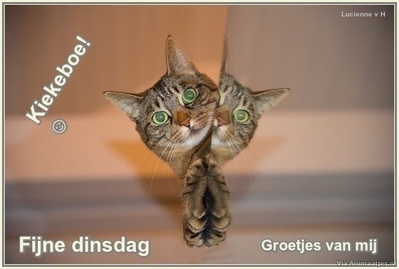 dinsdag Facebook plaatjes 