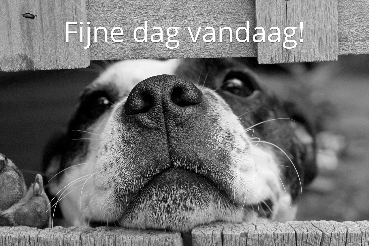 Fijne dag Facebook plaatjes Hond, Fijne Dag Vandaag