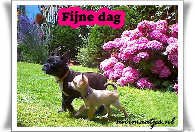 fijne dag Facebook plaatjes 