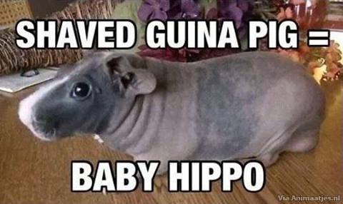 Humor Facebook plaatjes 