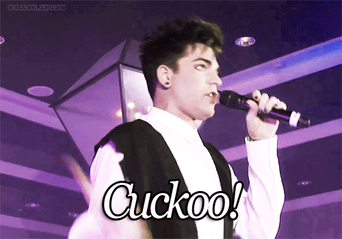 Artiesten Gifs Adam lambert 