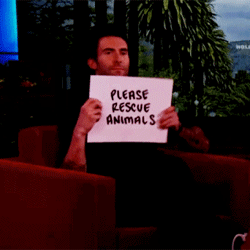 Adam Levine GIF. Artiesten Gifs Adam levine Heet 