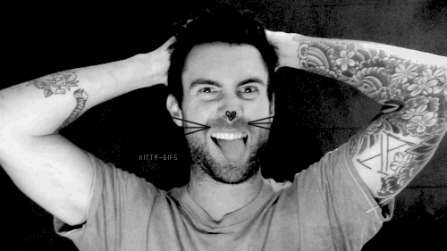 Artiesten Gifs Adam levine poesje 