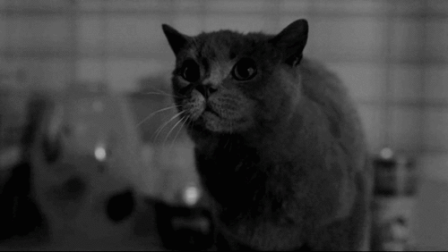 Kat Angelina jolie Gifs Filmsterren meisje onderbroken gesis 