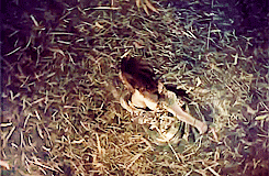 Anna Kendrick GIF. Gifs Filmsterren Anna kendrick 