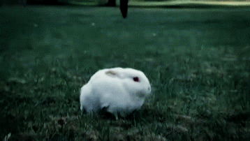 Artiesten Avril lavigne Gifs spul 