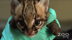 Baby GIF. Baby Star trek Gifs  Zoet Star trek into darkness Jim kirk Captain kirk James kirk Idst 