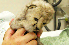 Baby GIF. Huilen Baby Gifs Geen Verdrietig De hulp 