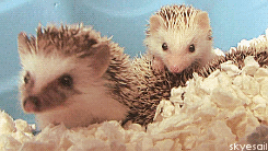 Baby GIF. Hockey Baby Gifs Overwinning Pingu&iuml;ns Yaaas 