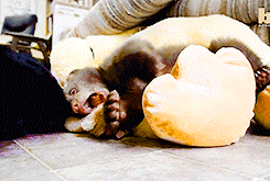 Baby GIF. Baby Gifs Cheetah 