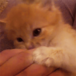 Baby GIF. Dieren Baby Gifs Zegel 
