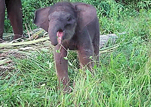 Baby GIF. Baby Gifs Broodje Daehyun 