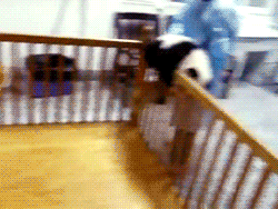 Baby GIF. Dieren Wandelen Baby Leeuw Gifs Kijken naar de camera 