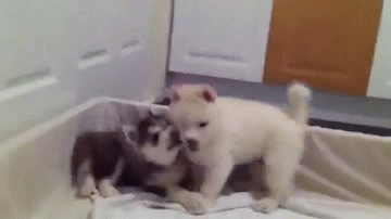Liefde Snoep Film abbie Baby Tv Gifs Filmsterren Heath ledger paar paradijs niet mijn mijn liefde 