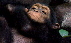 Baby GIF. Baby Lelijk Gifs Filmsterren Tina fey Vreemd Snl Rachel dratch 