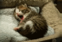 Baby GIF. Baby Gifs Parken en rec 