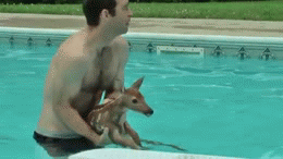 Baby GIF. Baby Lol Gifs Plezier Animatie Celebs Gif Foxadhd Animatie overheersing highdef Cartoon 