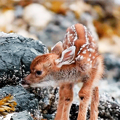 Baby GIF. Tien Baby Gifs Heet A Arts die David tennant Tiende arts Dw Hij is zo schattig Dw cast 