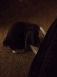 Baby GIF. Liefde Baby Gifs Gif Perfect &eacute;&eacute;n richting Harry stijlen 1d &eacute;&eacute 