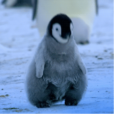 Dieren Spelen Schattig Baby Kat Gifs katje poesje 