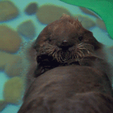 Baby GIF. Baby Gifs Dier Cheezburger Pagina 