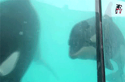 Baby GIF. Baby Maanden Gifs Ex Reactiongifs 