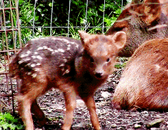 Olifant GIF. Dieren Olifant Baby Gifs 
