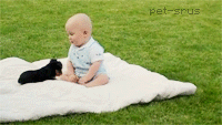 Olifant GIF. Dieren Olifant Baby Kus Gifs 