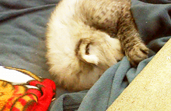 Baby GIF. Dieren Olifant Baby Gifs Gelukkig 