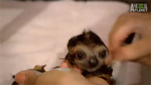Baby GIF. Baby Engel Prinses Gifs Miss een Jia Gif: missen Ik bracht 80 jaar het verplaatsen 