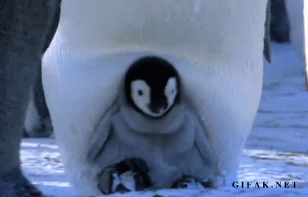 Dieren Baby Gifs Hond teckel photobomb 