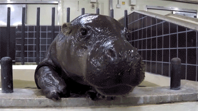 Dieren Baby Gifs Hond Mopshond trekken 