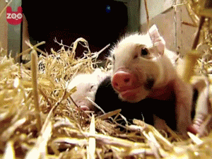 Baby GIF. Ijs Baby Gifs Glad 