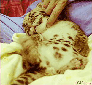 Dieren Olifant Baby Gifs dag 