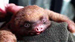 Baby GIF. Dieren Liefde Schattig Natuur Water Baby Gifs  Leven Dier Mooi Zoet Schoonheid Kind 