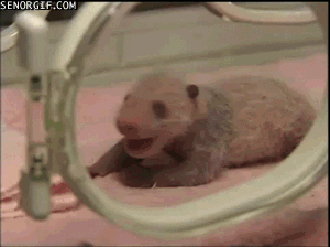 Baby GIF. Baby Gifs Gelukkige verjaardag Freecocaine Ava gardner 