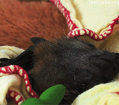 Baby GIF. Beroemdheden Model Baby Koningin Engel Prinses Gifs Verbazingwekkend Schoonheid Favorie 