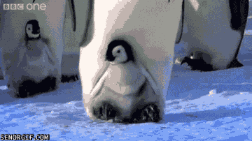 Baby Gifs wtf trap mijn planeet heeft me nodig ik moet gaan 