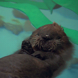 Baby GIF. Hockey Baby Gifs Overwinning Pingu&iuml;ns Yaaas 