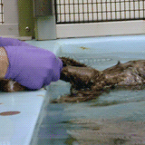 Baby GIF. Baby Eekhoorn Gifs 