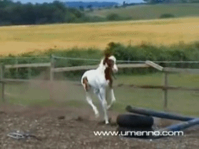 Baby GIF. Puppy Baby Gifs Dit is zo leuk ik kon kotsen Desty Scissorsafely Lol ik haat niet wetend w 