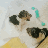 Honden GIF. Dieren Eten Soep Schattig Puppy Baby Ziek Gifs Hond Nom Hongerig Aww Voeden Het eten Voede 