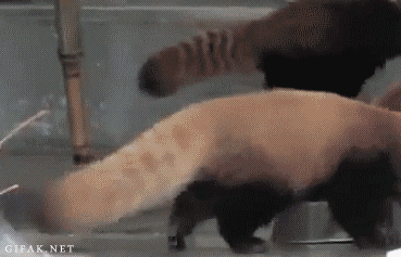 Jongen Baby Gifs aanbiddelijk arts die Cutie vlinderas 