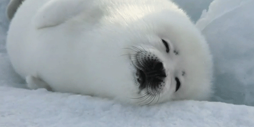 Bioscoop Baby Gifs vrouwelijk Gub 