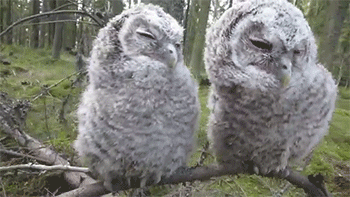 Baby Tv Gifs reactiongifs MRW 