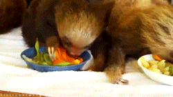Baby GIF. Tien Baby Gifs Heet A Arts die David tennant Tiende arts Dw Hij is zo schattig Dw cast 