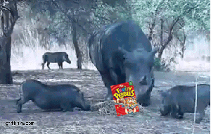 Baby GIF. Dieren Olifant Baby Helikopter Augustus Gifs Ontmoeten Kwekerij Ndotto Dswt Nairobi 