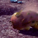 Baby GIF. Dieren Schattig Baby Kat Omhelzing Gifs Youtube Slaap Katje Fotoset Et Schattige dier 